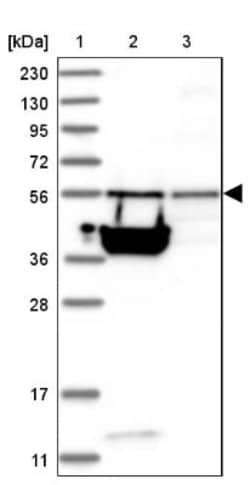 TSSC1 Antibody, Novus Biologicals:Antibodies:Primary Antibodies